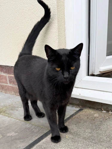 Bertie