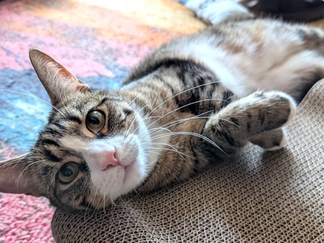 Sammy