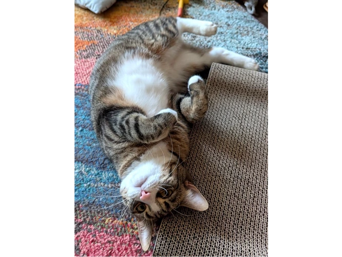 Sammy