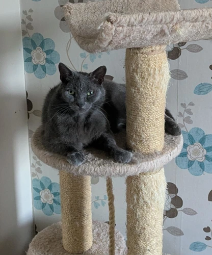 Louie
