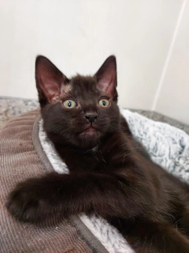 Martini 9 Week Old Female