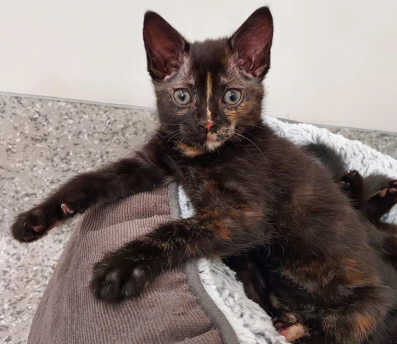 Cosmo 9 Week Old Female