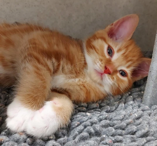Hugo 9 Week Old Male