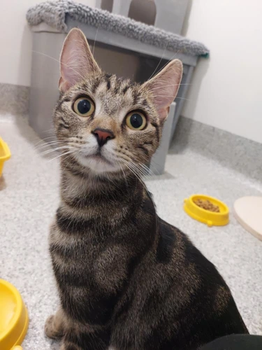 Alexander Da Rocha 1 Year Old Male