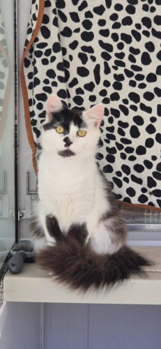 Oreo