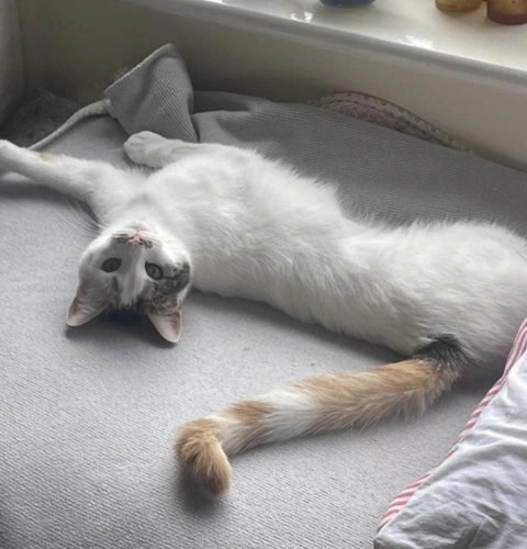 LouLou with Margot 10 Month Old Females