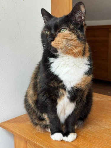 Coco