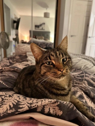 Milo