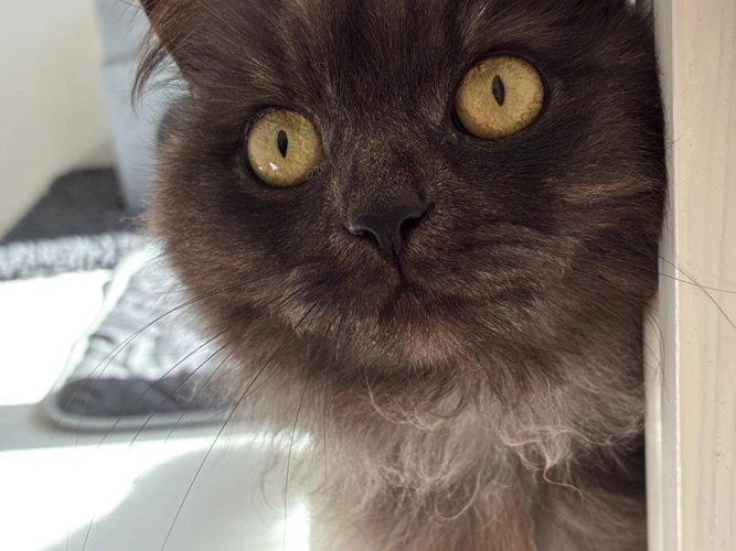 Tilly