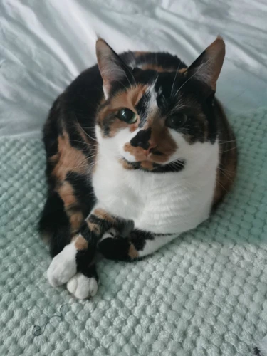 Coco