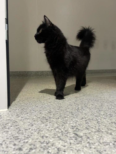 Salem