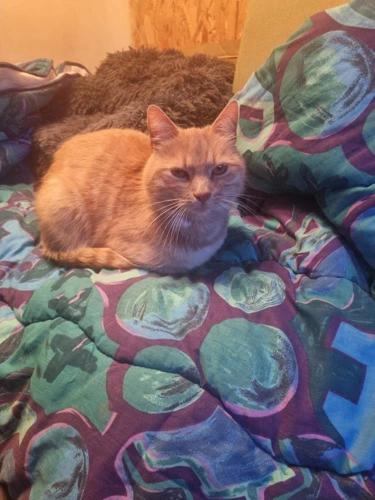 Tigger