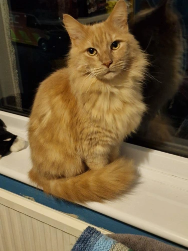 Beau