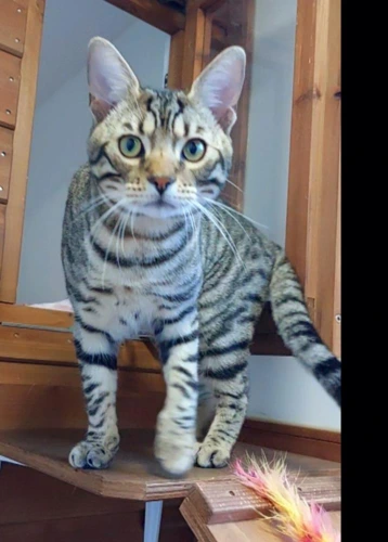 Milo