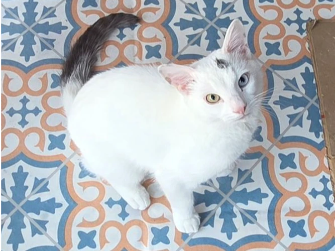 Jasper
