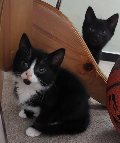 Kittens available