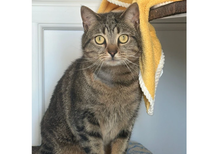 Benji