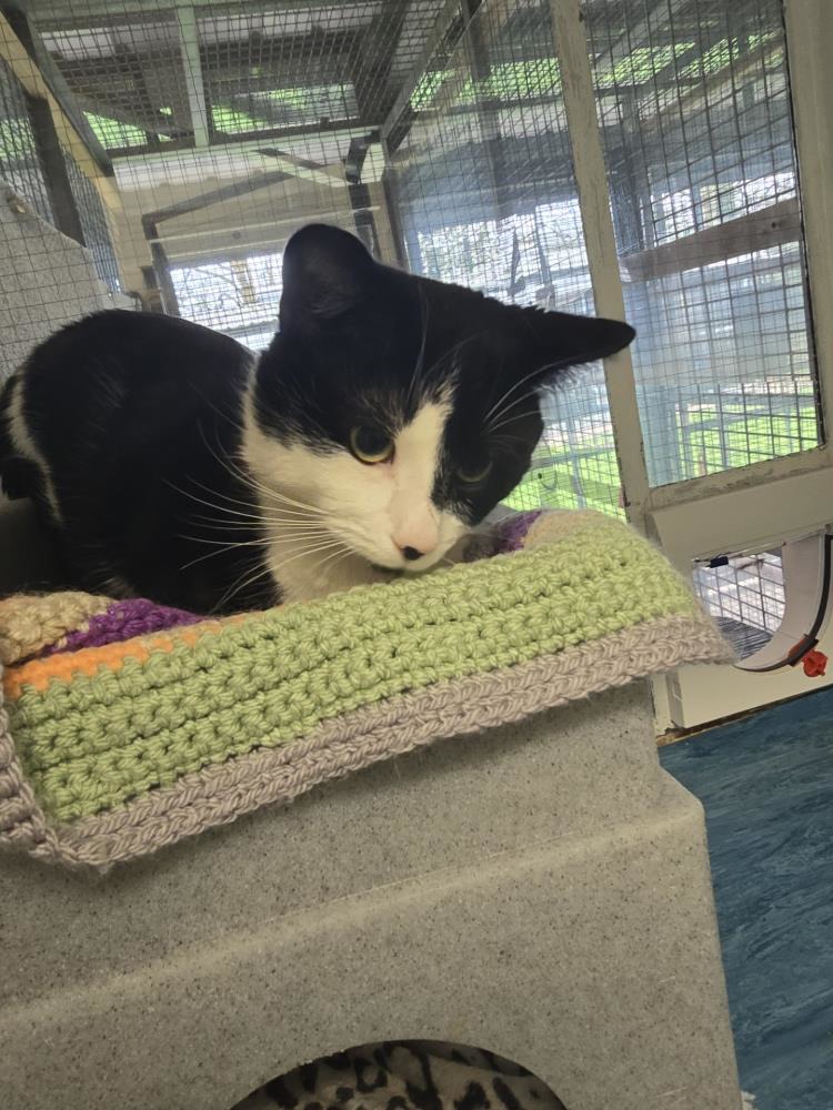 Boo — Domestic Cat