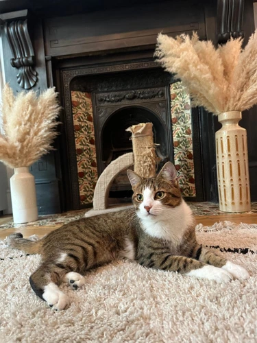 Tiggy