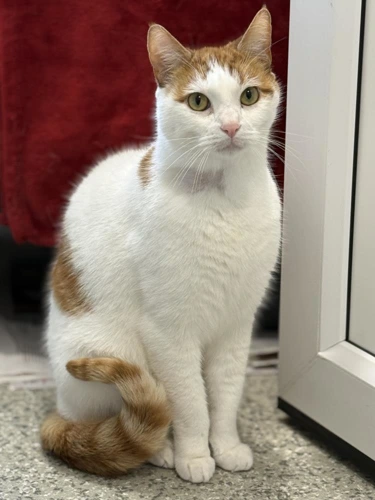 Leo