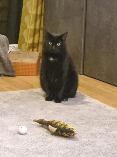 Sooty