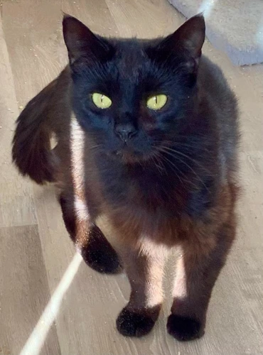 Watson