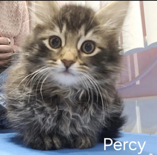 Percy
