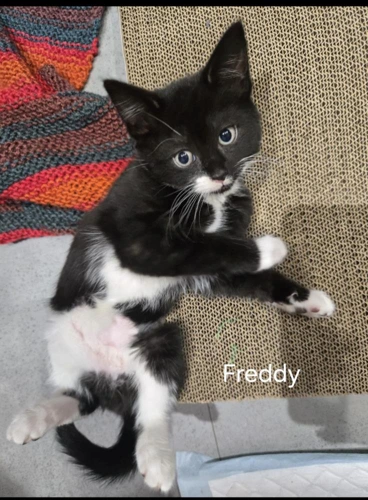 Freddie