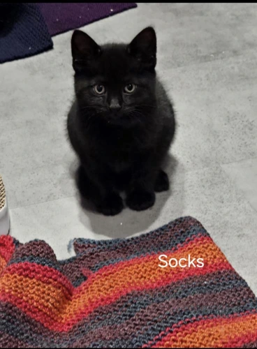 Socks