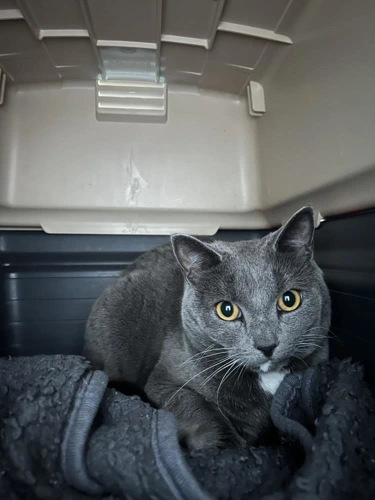 Nimbus
