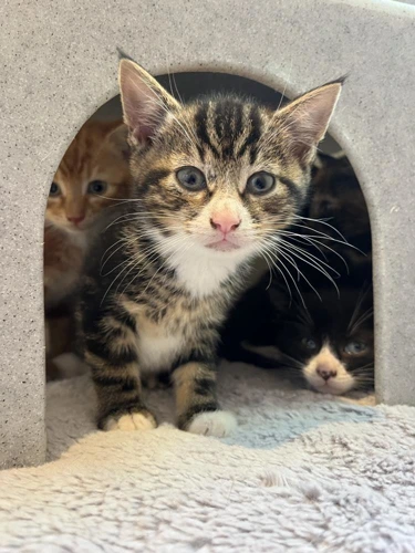 Mowgli