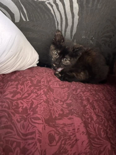 Milly