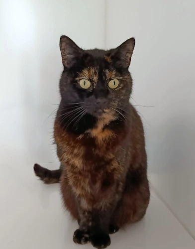 Doris