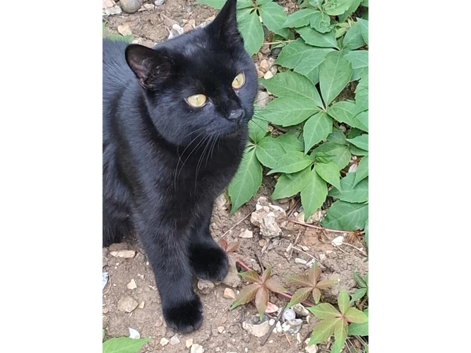 Jet