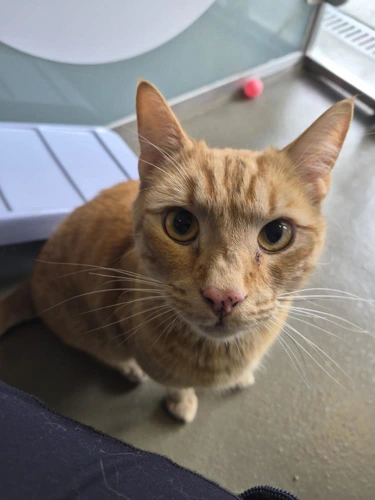 Pip