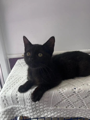 Rufus