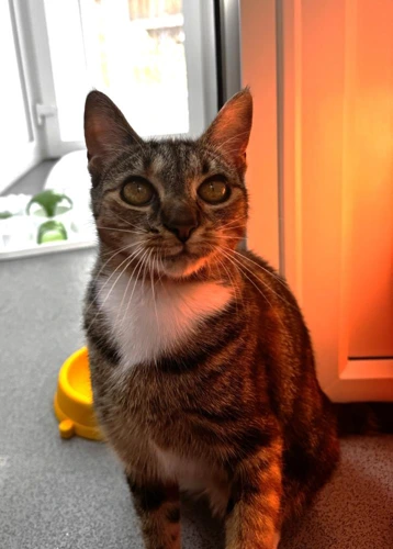 Nutmeg