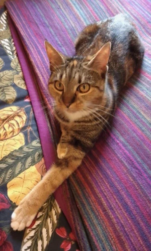 Nutmeg