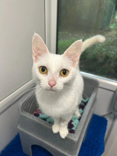 Opal