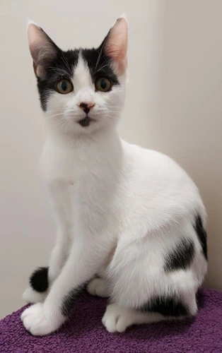 Daisy 14 Week Old Female