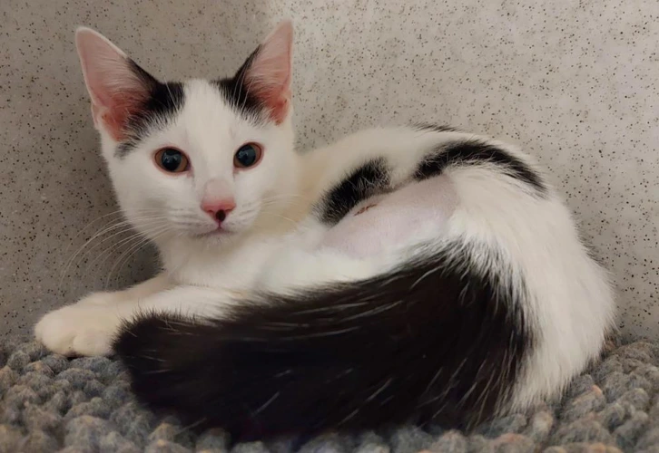 Bessy 14 Week Old Female