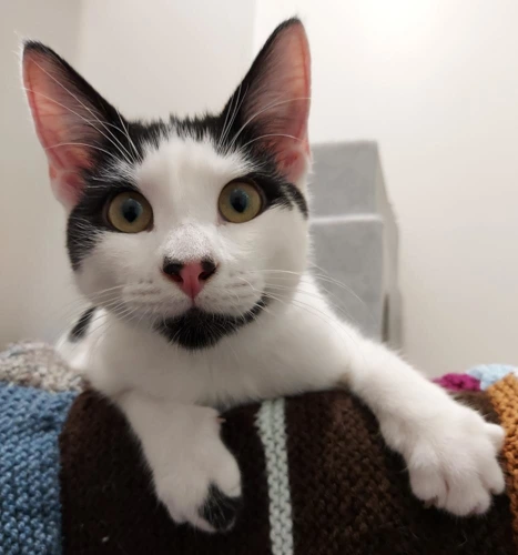Declan Rice 4 Month Old Male