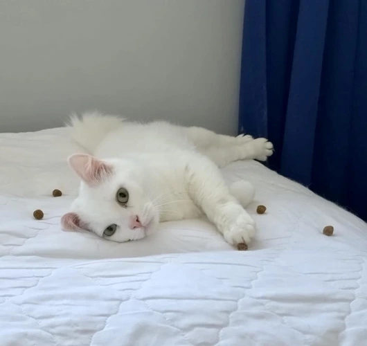 Belly
