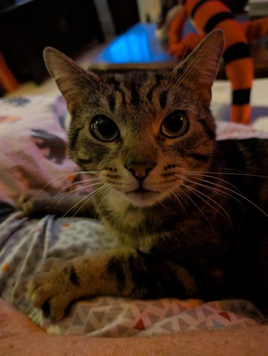 MJ