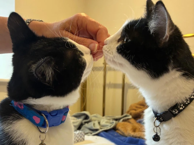 Biscuit & Cookie