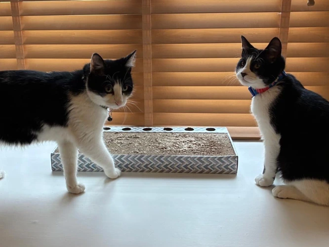 Biscuit & Cookie