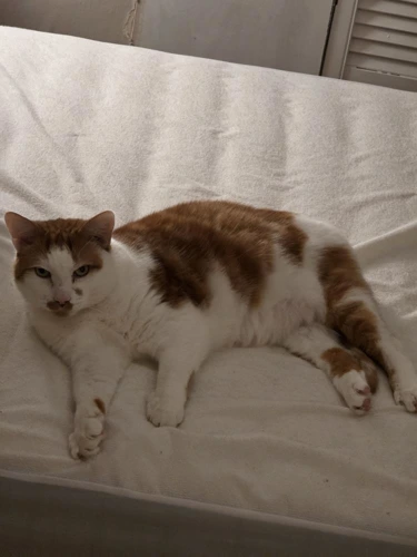 Cyrus