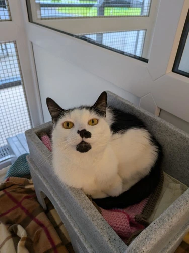Boris