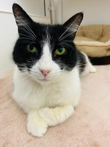 Mittens
