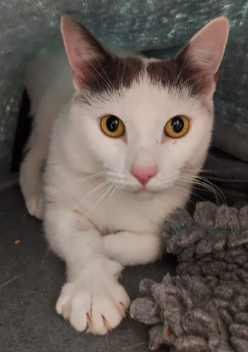 Issac 1 Year Old Male INDOOR ONLY